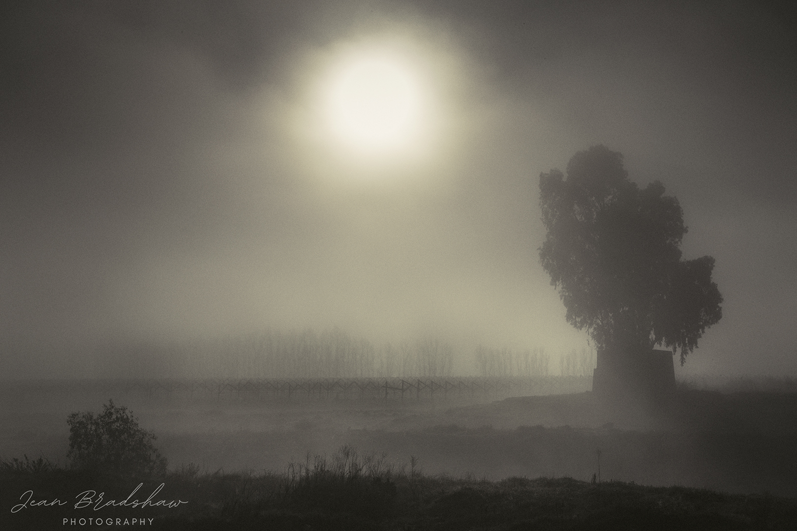 Jean Bradshaw Photography