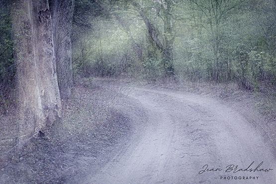 Jean Bradshaw Photography